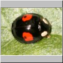 Harmonia axyridis - Asiatischer Marienkaefer 53.jpg